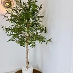 Aldara سيدجيس